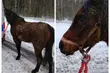 Śmiertelne potrącenie pieszego i koń na radarze. Niespokojnie na drogach