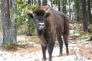 Na Podlasiu otwarto nową zagrodę pokazową żubrów
