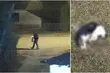 Okrucieństwo nie zna granic. Na posesję podrzucono zabitego kota ze związanymi łapkami