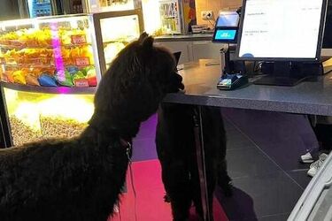 Filmowe poranki z puchatymi gośćmi! [KONKURS] 