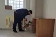 Czworonożni podlascy policjanci przeszli kolejne szkolenie