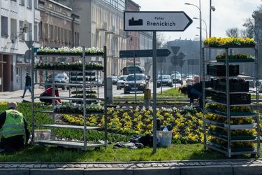 Miasto pięknieje. Trwają wiosenne nasadzenia