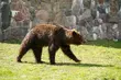 Tęsknicie za Grzesiem i Jolą? Do białostockiego Akcent ZOO trafiły dwa nowe niedźwiedzie