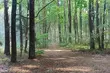 Ten leśny ogród to wyjątkowe miejsce na mapie regionu. Odkryj czar Silvarium
