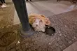 W centrum Białegostoku wyrzuciła psa z balkonu. Zakończył się proces apelacyjny