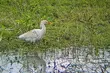 Nietypowy ptak pojawił się nad Biebrzą. Pierwszy raz na północnym Podlasiu