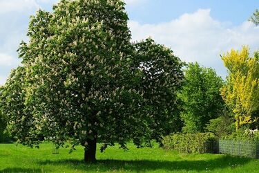 Wąski pasek gruntu za 1,5 mln zł? Miasto sprzedaje działkę na Bojarach