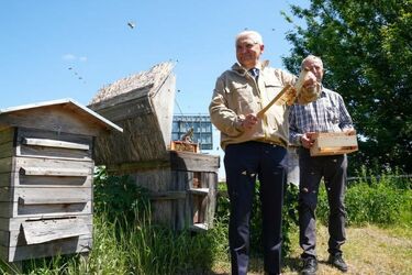 Pszczoły w centrum miasta. Odbyło się pierwsze miodobranie w tym roku