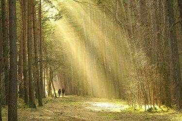 Straż Graniczna odnalazła zagubionego pensjonariusza. Mężczyzna przebywał w piwnicy 