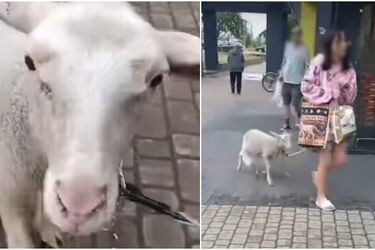 Morze oburzenia i żartów. Na ulicach Białegostoku pojawiła się kobieta z owcą na smyczy
