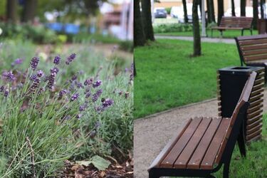 W Białymstoku powstał kolejny park kieszonkowy.  Z lawendą i lekkim bałaganem w tle