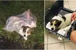 Bestialski czyn na Podlasiu. Porzucono psa w worku przy drodze. Trwa poszukiwanie sprawcy
