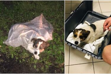 Bestialski czyn na Podlasiu. Porzucono psa w worku przy drodze. Trwa poszukiwanie sprawcy