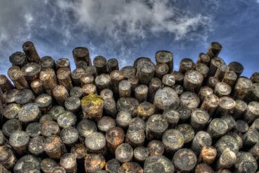 Protest leśników w Białymstoku. Jakie mają postulaty?