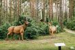 Makiety zwierząt, budki lęgowe, plac zabaw, leśne puzzle, labirynt - sprawdź leśną ścieżkę