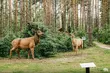 Makiety zwierząt, budki lęgowe, plac zabaw, leśne puzzle, labirynt - sprawdź leśną ścieżkę