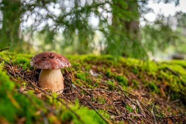 W podlaskich lasach pojawiają się grzyby. Jak i gdzie szukać, aby wrócić z pełnym koszem?