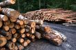 Podlaska branża drzewna protestuje. To ostatnie dni konsultacji w sprawie moratorium