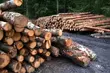 Podlaska branża drzewna protestuje. To ostatnie dni konsultacji w sprawie moratorium