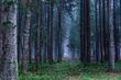 Nawiedzony las blisko Białegostoku? Świadkowie czują niepokój, kołatanie serca i duszności