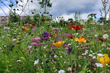 Kto zajmie się łąkami kwietnymi w Białymstoku? Miasto szuka firmy