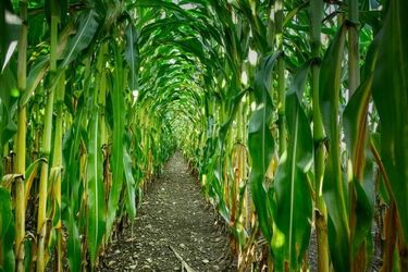 Psy Piryt i Loża odnalazły zaginionego seniora. W niecałe dwie godziny