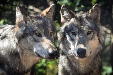 Milion złotych na ratowanie przyrody. Biebrzański Park Narodowy zostanie powiększony