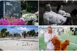 W Białymstoku będzie się działo! W planie festiwal, wystawa psów i wiele więcej [PRZEGLĄD]
