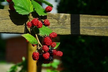Lato wciąż nie odpuszcza. W poniedziałek wracają upały