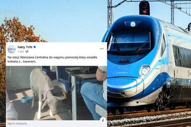 Nietypowy pasażer PKP Intercity. Na trasie do Białegostoku jechał baran w pieluszce
