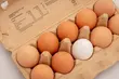 Uwaga na jajka! GIS ostrzega: wykryto obecność bakterii Salmonella