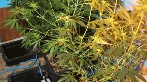 Odkryto uprawę konopi indyjskiej. Zielonym biznesem zajmowali się koledzy [ZDJĘCIA]