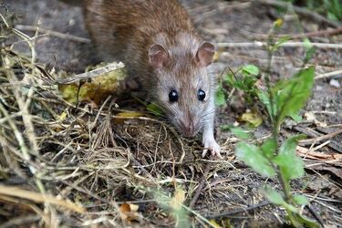Plaga szczurów w Białymstoku. Wszystko przez zbieracza śmieci