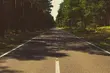 Kierowco, uważaj na leśne zwierzęta! Na Podlasiu trwa ich wzmożona migracja 
