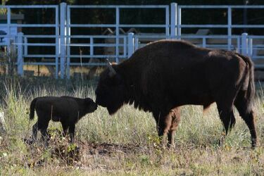 Mały żubrzyk z Kopnej Góry dorasta i ma się dobrze