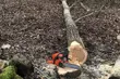 Wycinka w Puszczy Białowieskiej. Lasy Państwowe zabrały głos