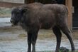 Rozstrzygnięto konkurs na imię dla żubrzyka z Kopnej Góry