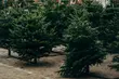 200 naturalnych choinek do odbioru na Rynku Kościuszki. Trzeba spełnić jeden warunek 