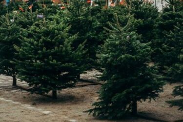 200 naturalnych choinek do odbioru na Rynku Kościuszki. Trzeba spełnić jeden warunek 