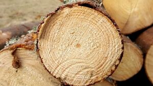 Podlaska branża drzewna w kryzysie. Przedsiębiorcy biją na alarm