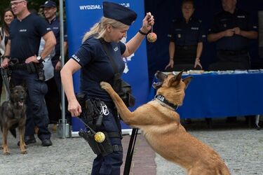Masz super dzielnicowego? Zagłosuj na niego w plebiscycie