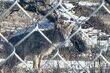 Uwaga, znowu były widziane wilki. I to tuż przy granicy Białegostoku