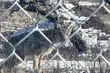 Uwaga, znowu były widziane wilki. I to tuż przy granicy Białegostoku