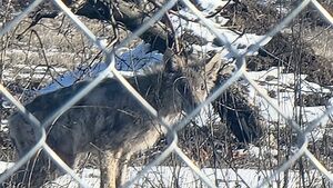 Uwaga, znowu były widziane wilki. I to tuż przy granicy Białegostoku