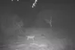 Fotopułapka uchwyciła coś, czego nikt się nie spodziewał! Wyjątkowe nagranie z lasu