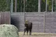 Zagroda Pokazowa Żubrów w Kopnej Górze powiększyła stado
