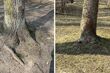 Jaskrawe kropki na drzewach w Parku Planty. Co oznaczają?