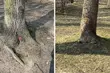 Jaskrawe kropki na drzewach w Parku Planty. Co oznaczają?
