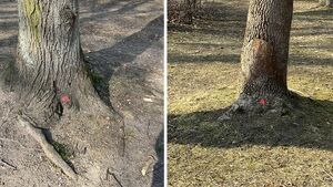 Jaskrawe kropki na drzewach w Parku Planty. Co oznaczają?
