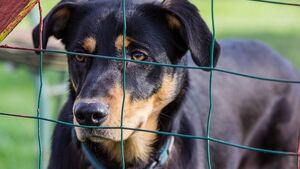 Radny zaproponował punkt adopcyjny dla zwierząt. Oto co sądzi miasto